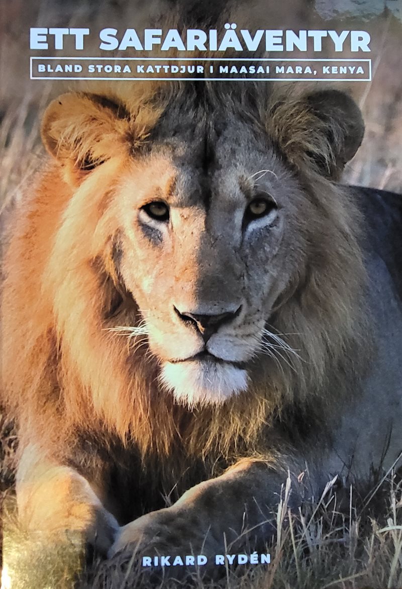 Ett safariäventyr, bland stora kattdjur i Maasai Mara, Kenya