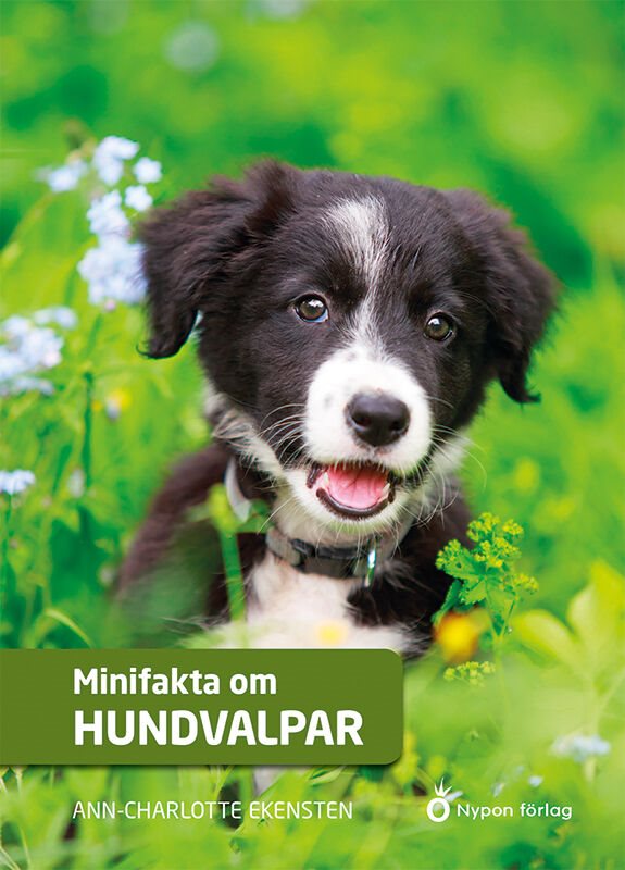 Minifakta om hundvalpar