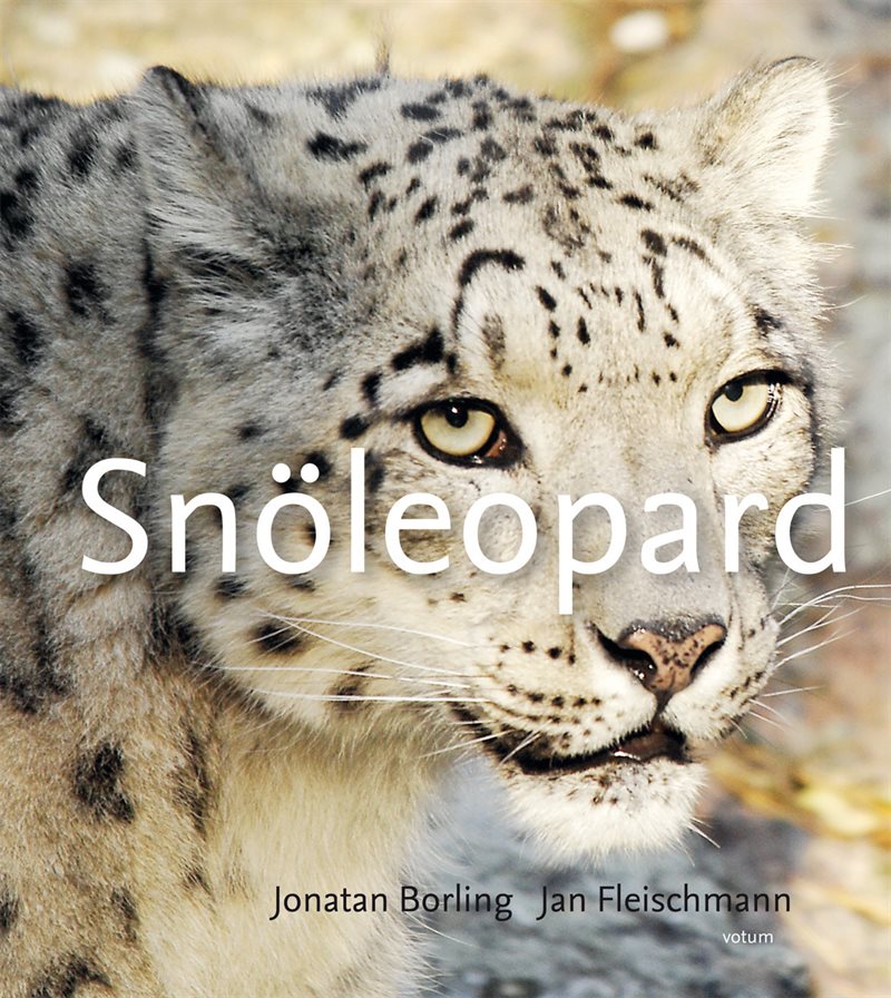 Snöleopard