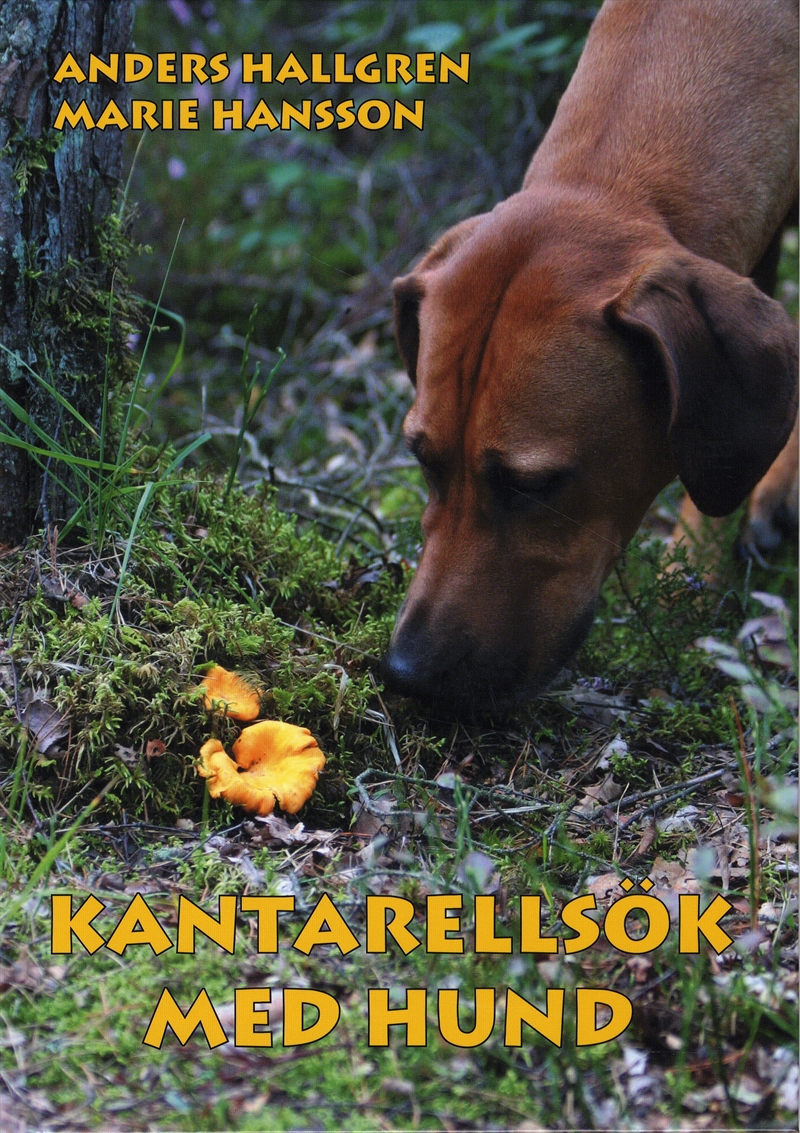 Kantarellsök med hund