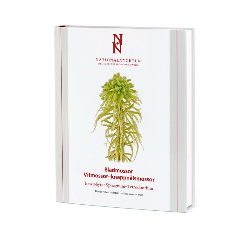 Bladmossor: Vitmossor – knappnålsmossor: Bryophyta: Sphagnum–Tetrodontium