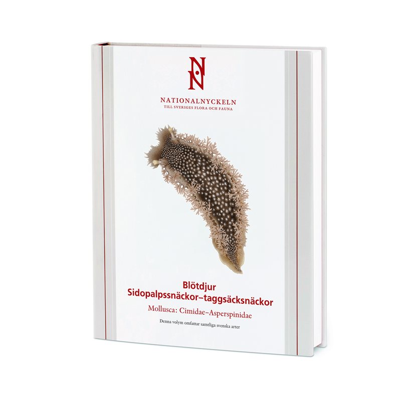 Blötdjur: Sidopalpssnäckor – taggsäcksnäckor. Mollusca: Cimidae–Asperspinidae