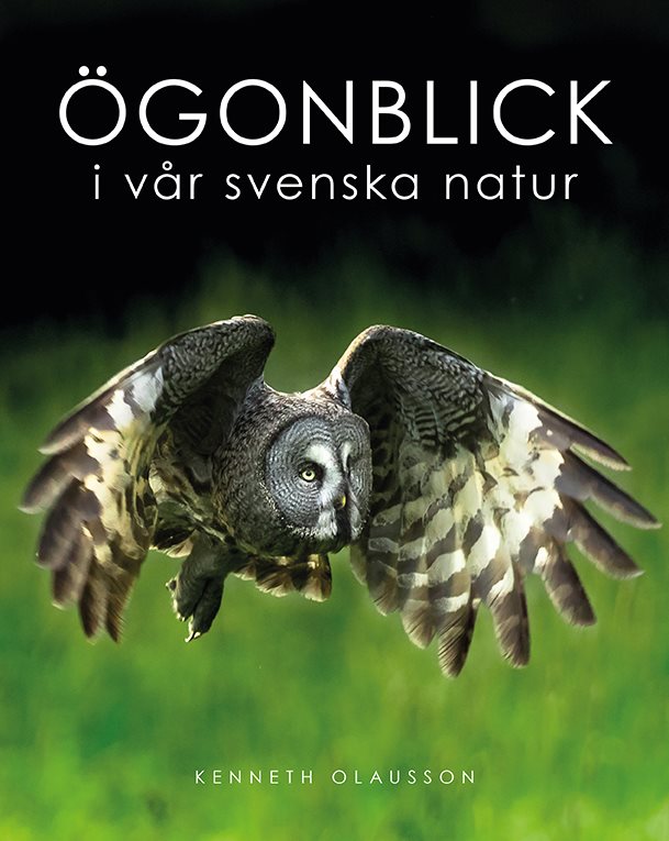 Ögonblick i vår svenska natur