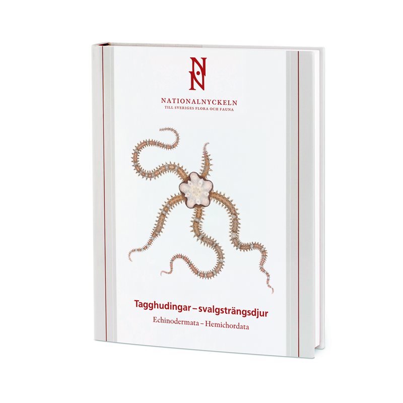 Tagghudingar - svalgsträngsdjur. Echinodermata - hemichordata