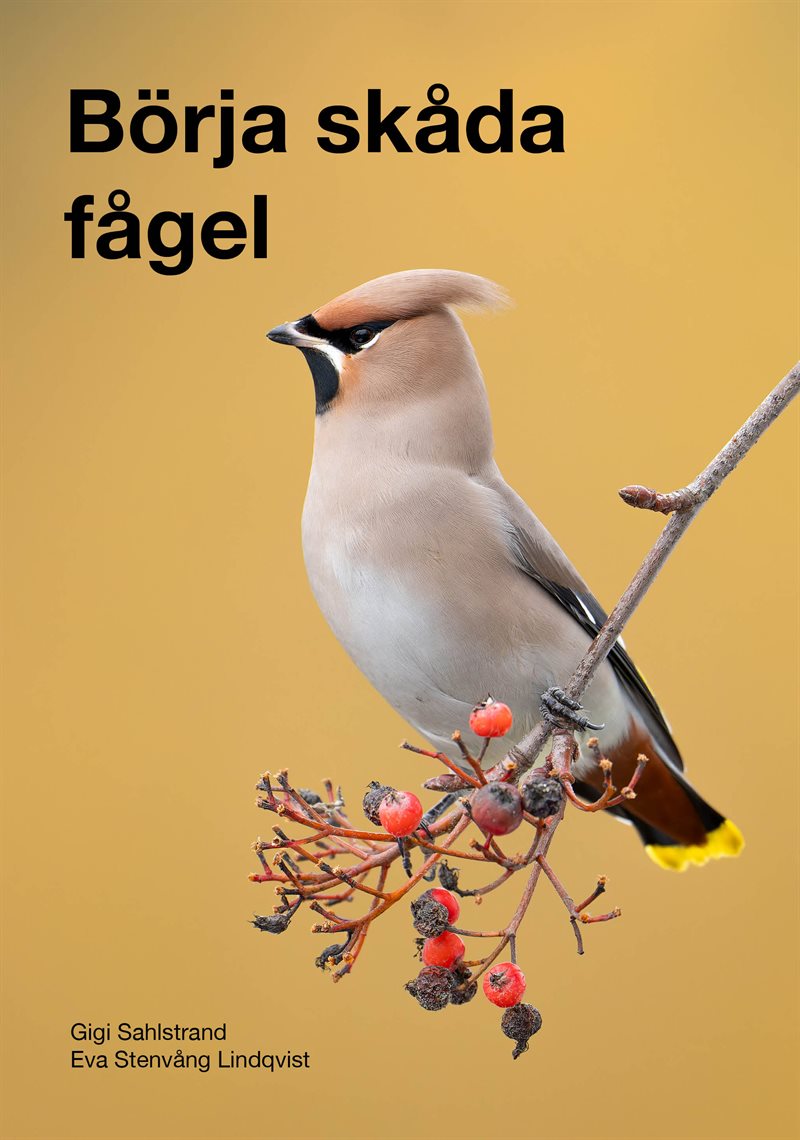 Börja skåda fågel